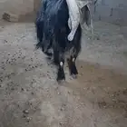 لعشاق العوارض عنز عارضيه تحتها تيسين معرفات فواخر