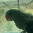 ببغاء درة مققود في بلجرشي