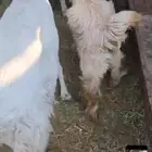 جفر ماعز عارضي شكر فل عمره فوق سته شهور يسن الفحل