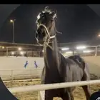 حصان للبيع
