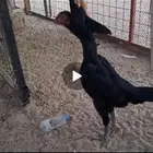 دجاجه شامو هزاز