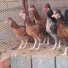 دجاج عربي أصيل