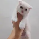 سكوتش فولد كيتن