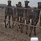 للبيع حشو العدد8