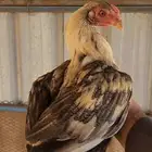 جوز ميوالي تم البيع بالحد المطلوب