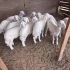 طليان للبيع