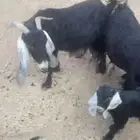 معزا خلفات للبيع