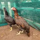 دجاج ميوالي سنفور بيور