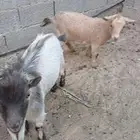 تيس وجفره اقزام صحتها طيبه ولله الحمد ع السوم