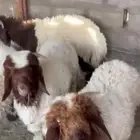 للبيع ذبائح نعيمي وتبوس