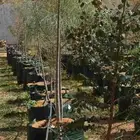 اشجار سدر اللبان العربي يسر طلح مراكن 200 لتر.عمر سنتان