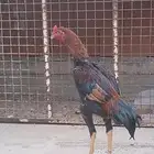 ديك سندي