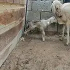 نعجة معها ذكر