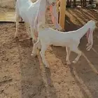 رباع مطوره بيضا برصا خصم معها جفره