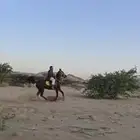فرس شعبيه لقاح شهرين