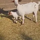 عدد10 ماعز جنوبي وفحلها