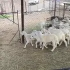 طليان  رخال  ذبايح