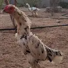 شامو الماني هزاز Top