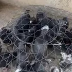 طبات قطايف للبيع يوجد 4اجواز