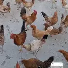 دجاج بلدي