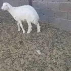 النوع خروف مشروع فحل طيب طيب ب الحيل عمره 4شهور