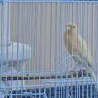 كناري ذكر ب 120