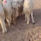 للبيع طليان سواكن مرابي فل شحم