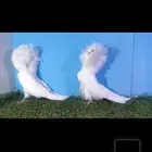 جاكوبين بلجيكي