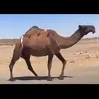 البيع الضريبه الصفرا ام ثالث