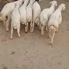 فران تربيه