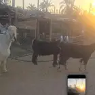 للبيع عدد ثنتين ماعز عوارض دفيع وجروم ناهيه