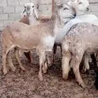 عرض نادر لاهل النوادر 8 رخال سواكن درمانيات منوه القناي