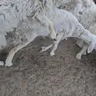 فحل حري ثني حار وميزته انه مافيه قرون وحار مايحتاج تمسكله