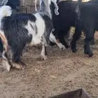 للبيع تيوس مخاصي شي نضيف وشحم