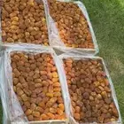 تمر سكري فاخر