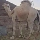 جمل اوضح مشروط