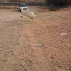 للبيع رخال رفد نضاف وفل شحم
