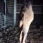 للبيع بكره صفراء
