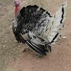 ديك رومي للبيع على السوم