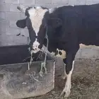 ثور للبيع
