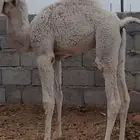 حاشي مفرود وحوارين قعدان عمارها شهرين ونصف