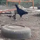 دجاج سندي للبيع