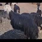 فحل نجي للبيع
