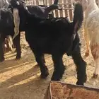 للبيع تيوس نضاف وشحم