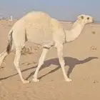 قعود عمره 10 شهور او حولها