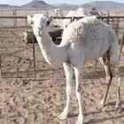 قعدان للبيع