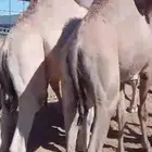 قعدان فل الفل مفاريد للبيع