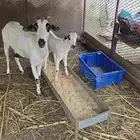 جفره بيشيه تحتها جفره ماشاءالله