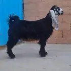 جفرة عارضيه معرفه