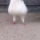حمام كنق خوارج
